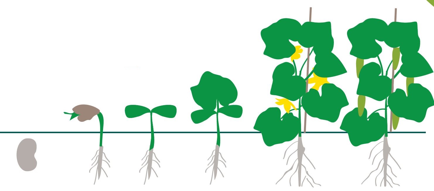 étapes de croissances du concombre